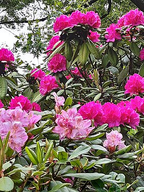 Ein blühender Rhododendron als Frühjahrsgruß